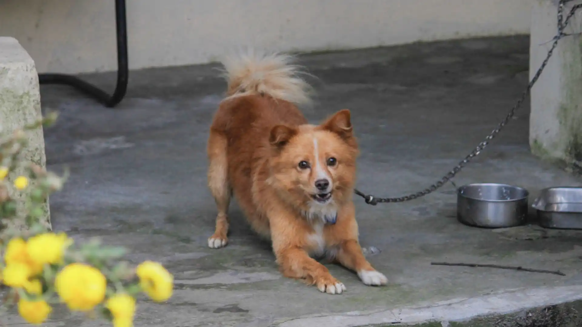 Dog Bite Owner Liability in Summerville, SC Image raw